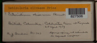 Image Associated With the Occurence